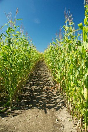 Wolfe Island Corn Maze
